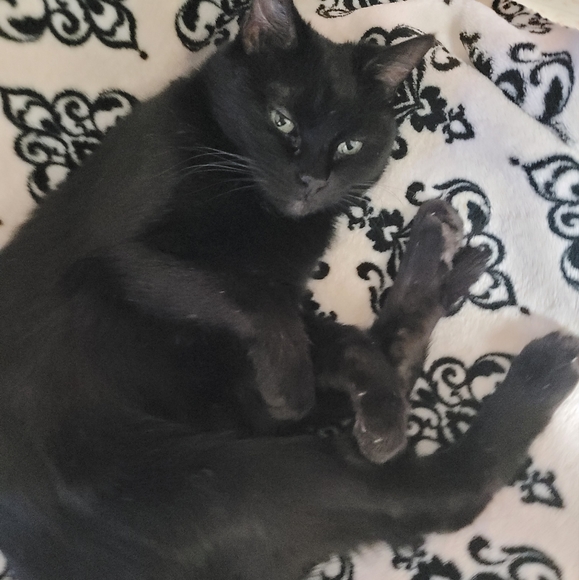 Meet your Posher, Amy - Picture 5 of 10